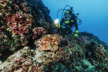 Italy, Mediterranean Sea, Tremiti Islands, diver close to a big Scorpionfish - FILM SCAN clipart
