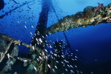 Itaky, Akdeniz, UW fotoğraf, batık dalış, Anthia okul ve bir batık kargo gemisi - Film tarama