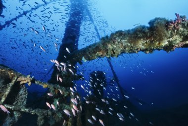 İtalya, Akdeniz, UW fotoğraf, batık dalış, Anthias okul ve bir batık kargo gemisi - Film tarama
