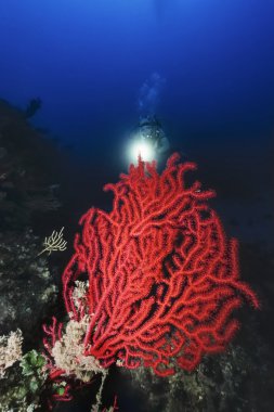 İtalya, Akdeniz, dalgıç ve kırmızı gorgonian (Paramuricea clavata) - Film tarama