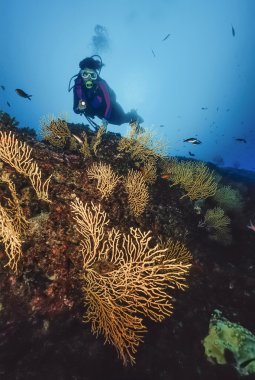 İtalya, Tiren Denizi, dalgıç ve sarı gorgonians (eunicella cavolini) - film tarama