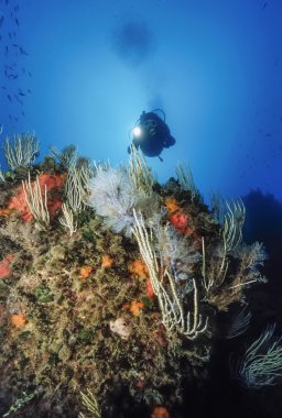 Akdeniz, UW fotoğraf, Tunus, Tabarka, hydroids üzerinde beyaz gorgonians - Film tarama