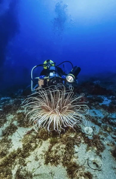 Italy, Mediterranean Sea, diver filming a big Sea Anemone (Cerianthus Sp.) - FILM SCAN — Stock Photo, Image