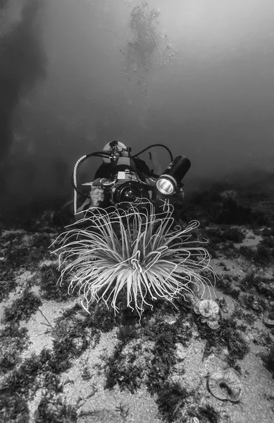 Italy, Mediterranean Sea, diver filming a big Sea Anemone (Cerianthus Sp.) - FILM SCAN