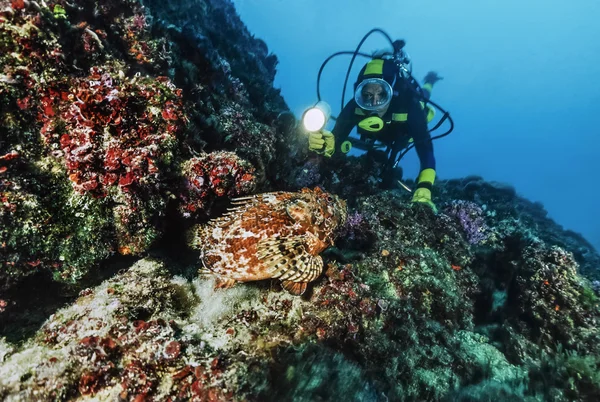 意大利， 地中海， 特雷米蒂群岛， 潜水员靠近一个大蝎子鱼 - 电影扫描 — 图库照片