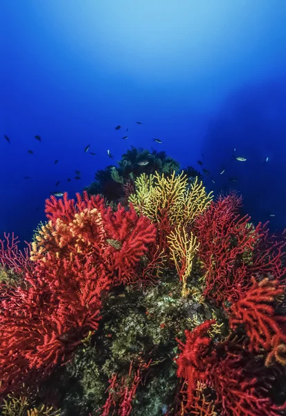 Italia, Mar Mediterráneo, U.W. foto, Islas Tremiti, gorgonias rojas y amarillas (Paramuricea chamaleon) - SCAN DE PELÍCULA —  Fotos de Stock