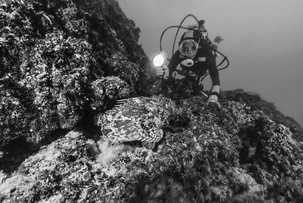 Italy, Mediterranean Sea, Tremiti Islands, diver close to a big Scorpionfish - FILM SCAN — Stock Photo, Image