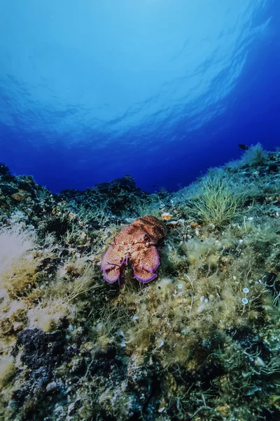 Itálie, ostrov ponza, uw Foto, středomořské squill (squilla mantis) - filmový skener — Stock fotografie