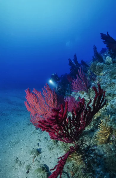 İtalya, ponza Adası, Tiren Denizi, UW fotoğraf, duvar Dalış, scuba diver ve kırmızı gorgonians (paramuricea clavata) - film tarama — Stok fotoğraf