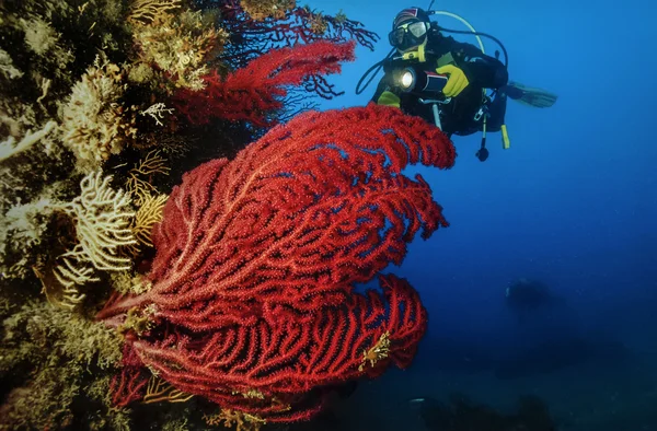 Itálie, ostrov ponza, Tyrhénské moře, u.w. Foto, zdi, potápění, scuba diver a červenými gorgoniemi (paramuricea clavata) - skenování filmuイタリア、ポンツァ島、ティレニア海、u. w 写真、壁のダイビング、スキューバ ダイバーと赤い gorgonians している (paramuricea clavata) - フィルムのスキャンします。 — ストック写真