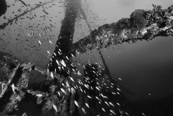 Italy, Mediterranean Sea, U.W. photo, Wreck diving, Anthia school and a sunken cargo ship - FILM SCAN — Stock Photo, Image