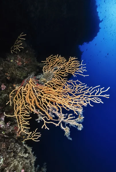 Itália, Mar Mediterrâneo, gorgonianos amarelos (Paramuricea sp.) - FILM SCAN — Fotografia de Stock