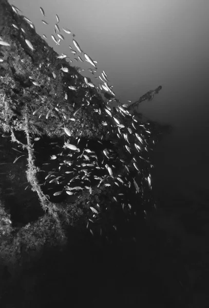 이탈리아, 지중해, U.W. 사진, 난파선 다이빙, Anthia 학교와 침 몰 한 화물선-필름 스캔 — 스톡 사진