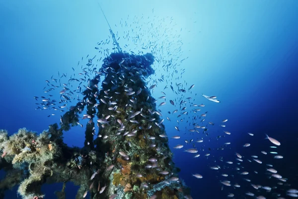 Italy, Mediterranean Sea, U.W. photo, Wreck diving, Anthias school on a sunken cargo ship - FILM SCAN — Stock Photo, Image