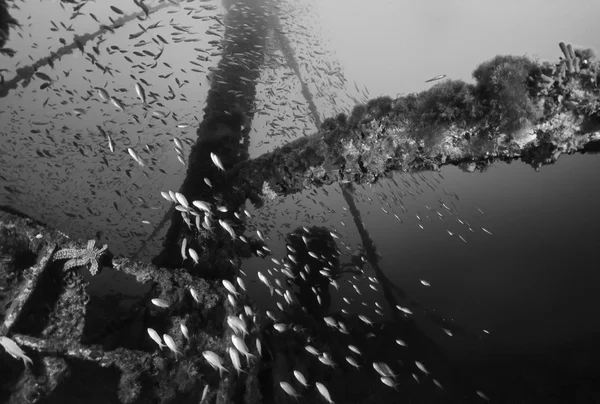 Italy, Mediterranean Sea, U.W. photo, Wreck diving, Anthias school and a sunken cargo ship - FILM SCAN — Stock Photo, Image