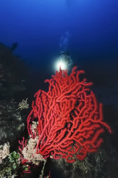 Italia, Mar Mediterraneo, subacqueo e una gorgonia rossa (Paramuricea clavata) - FILM SCAN — Foto Stock