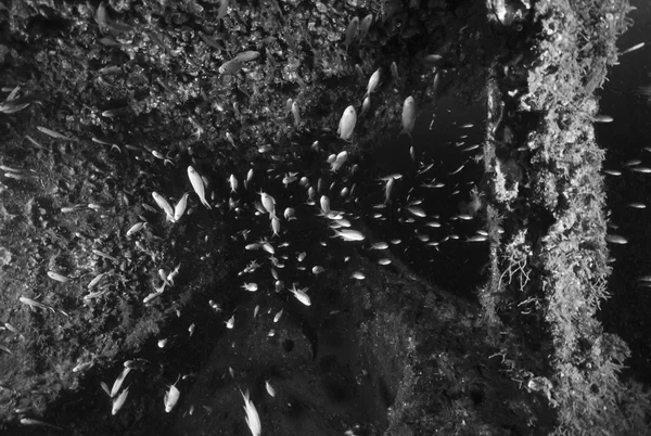 Italia, Mar Mediterráneo, U.W. foto, Buceo naufragio, Escuela de Anthias en un buque de carga hundido - SCAN DE PELÍCULA —  Fotos de Stock