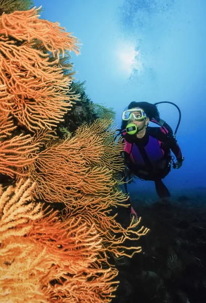 Italy, Tyrrhenian Sea, diver and yellow gorgonians (Eunicella cavolini) - FILM SCAN — Stock Photo, Image