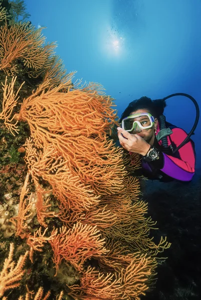 Италия, Тирренское море, водолазы и желтые горгоны (Eunicella cavolini) - FILM SCAN — стоковое фото