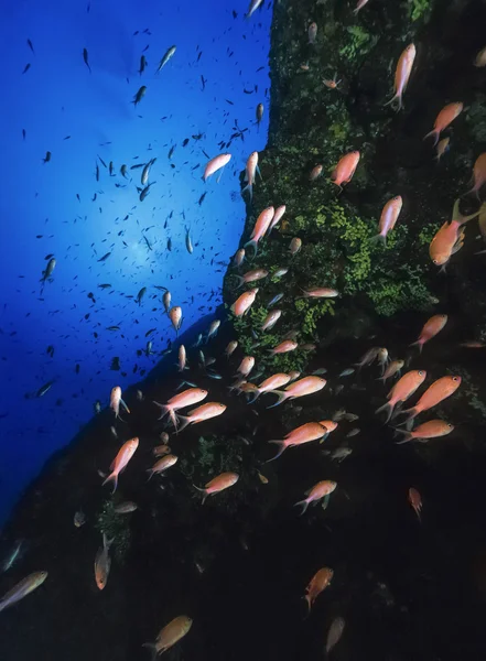 İtalya, Tiren Denizi, UW fotoğraf, anthias Okulu (pseudanthias squamipinnis) - film tarama — Stok fotoğraf