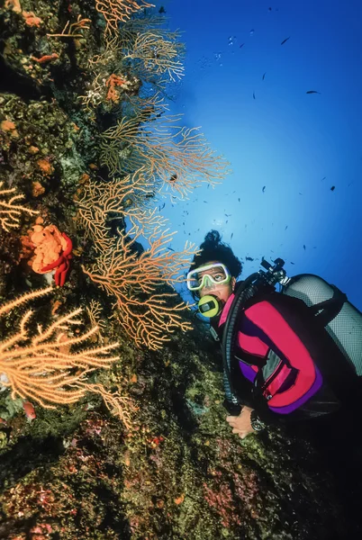 Ιταλία, Τυρρηνική θάλασσα, δύτης και κίτρινο γοργόνιες (eunicella cavolini) - σάρωση φιλμ — Φωτογραφία Αρχείου