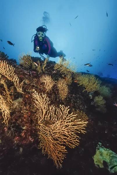 İtalya, Tiren Denizi, dalgıç ve sarı gorgonians (eunicella cavolini) - film tarama — Stok fotoğraf