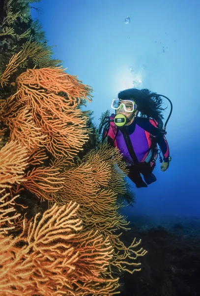 Italia, Mar Tirreno, subacquei e gorgonie gialle (Eunicella cavolini) - FILM SCAN — Foto Stock