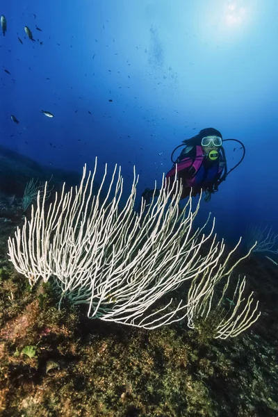 意大利、 安海、 潜水员和白色柳珊瑚 （eunicella singularis）-电影扫描 — 图库照片