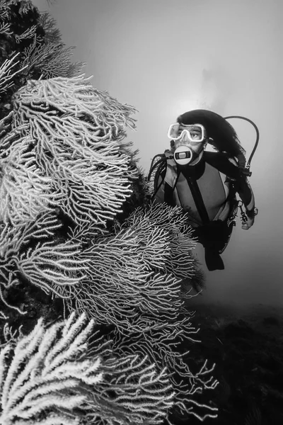 Italy, Tyrrhenian Sea, diver and yellow gorgonians (Eunicella cavolini) - FILM SCAN — Stock Photo, Image