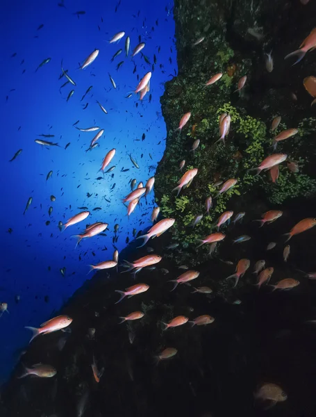 Italien, Tyrrenska havet, u.w. foto, anthias skola (Anthiinae squamipinnis) - film scan — Stockfoto