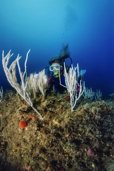 Medelhavet, U.W. foto, Tunisien, Tabarka, dykare och vit gorgonier - Film Skanna — Stockfoto