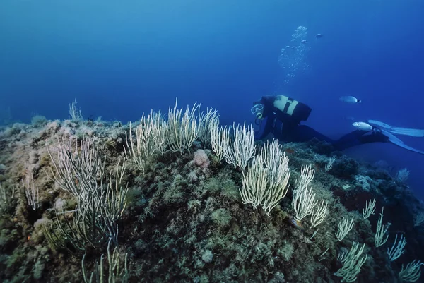 Mediterranean Sea, U.W. photo, Tunisia, Tabarka, diver and white gorgonians - FILM SCAN — Stock Photo, Image