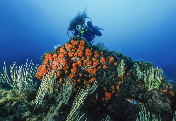 Mediterranean Sea, U.W. photo, Tunisia, Tabarka, diver, white gorgonians and parazoanthus - FILM SCAN — Stok fotoğraf