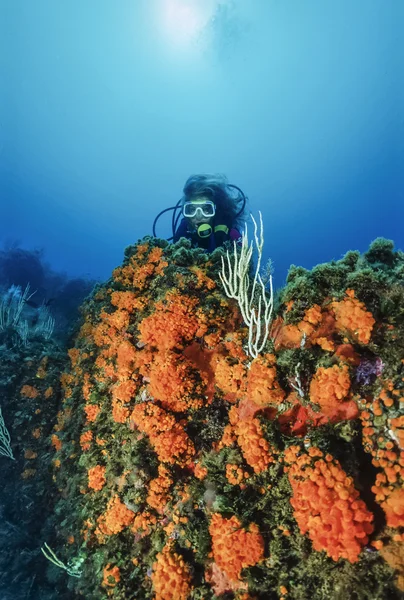 Mediterranean Sea, U.W. photo, Tunisia, Tabarka, diver, white gorgonians and parazoanthus - FILM SCAN — Stock fotografie