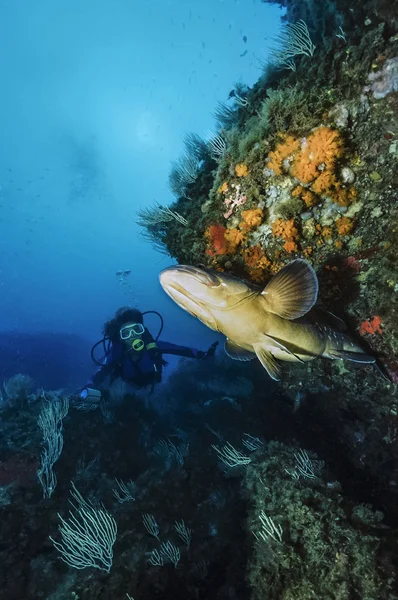 Mediterranean Sea, tunisia, Tabarka, diver and grouper (Epinephalus guaza) - FILM SCAN — Stok fotoğraf