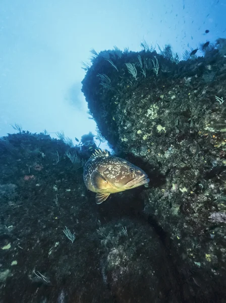 Mediterranean Sea, tunisia, Tabarka, diver and grouper (Epinephalus guaza) - FILM SCAN — Stockfoto