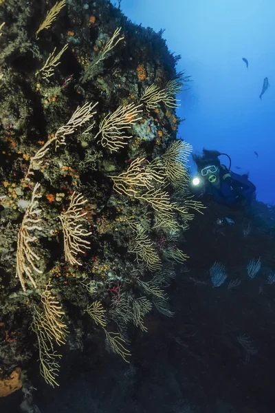 Italien, Tyrrenska havet, dykare och gula gorgonier (eunicella cavolini) - film Skanna — Stockfoto