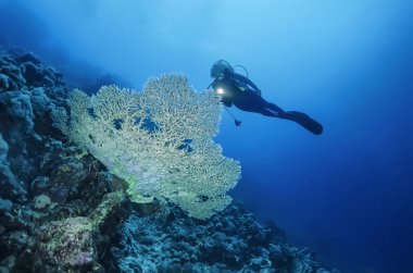 Sudan, Kızıldeniz, UW fotoğraf, staghorn mercan (acropora cervicornis) ve bir dalgıç - film tarama