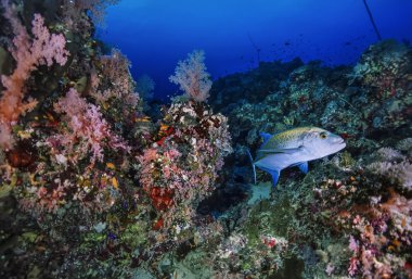 Sudan, Kızıldeniz, UW fotoğraf, Sanghaneb Reef, Jack (Caranx lugubris) ve yumuşak mercanlar -n Film tarama