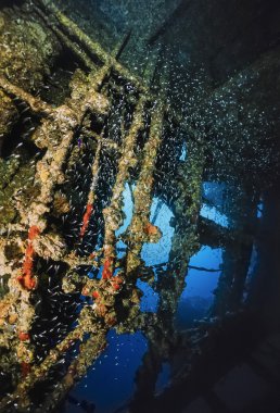 Sudan Kızıl Deniz, UW fotoğraf, umbria batık, glassfish (parambassis ranga) - film tarama