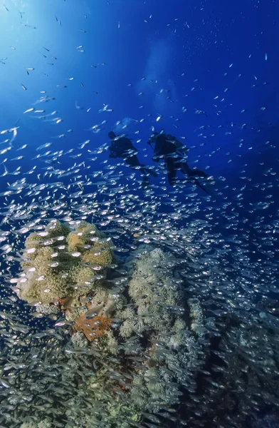 Sudan, Kızıldeniz, U.W. fotoğraf, dalgıçlar ve Glassfish okul (Parambassis ranga Sp.) - Film Scan — Stok fotoğraf