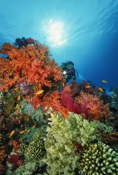Súdán, Rudé moře, U.W. fotografie, potápěč a tropický alcyonarian (měkký korálový)-film Scan — Stock fotografie