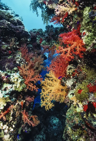 SUDAN, Red Sea, U.W. photo, tropical alcyonarian (soft corals) - FILM SCAN — Stock Photo, Image