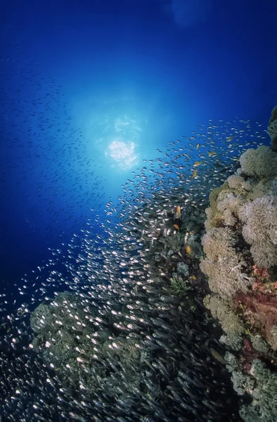 Soedan, rode zee, U.W. foto, glassfish school (Parambassis ranga SP.)-film scan — Stockfoto