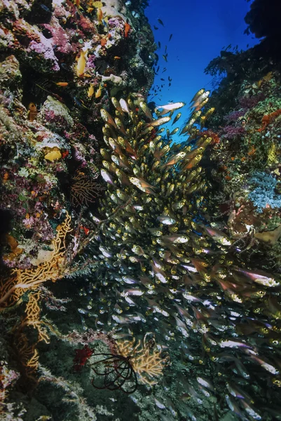 SUDAN, Red Sea, U.W. photo, Glassfish school (Parambassis ranga Sp.) - FILM SCAN — Stock Photo, Image