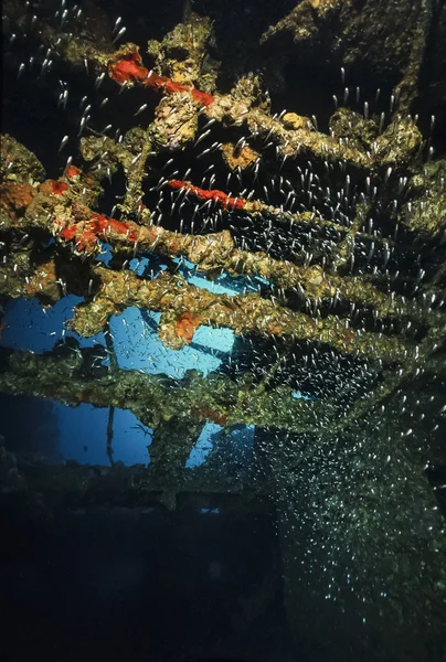 SUDAN, Red Sea, U.W. photo, Umbria wreck, Glassfish (Parambassis ranga Sp.) - FILM SCAN — Stock Photo, Image