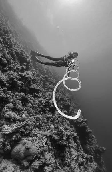 Судан, Червоного моря, у. т. фото, Водолаз та батогом gorgonian (Junceella) на стіні - фільм сканування — стокове фото