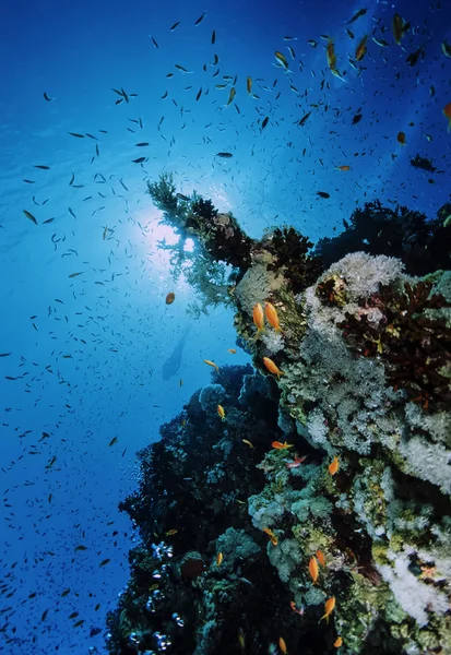 Súdán, Rudé moře, U.W. fotografie, tropický Anthias (Pseudanthias squamipinnis)-snímek filmu — Stock fotografie