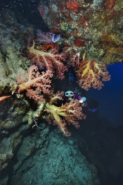 SUDAN, Red Sea, U.W. photo, tropical alcyonarians (soft corals) and a diver - FILM SCAN — Stock Photo, Image