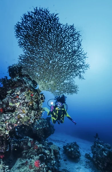 Судан, Червоне море, фото у. т., оцтове дерево коралових (acropora оленерогий) і Водолаз - фільм сканування — стокове фото